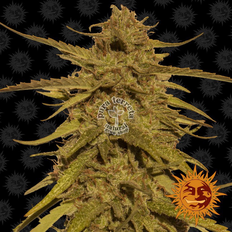 Pineapple Haze Barneys Farm