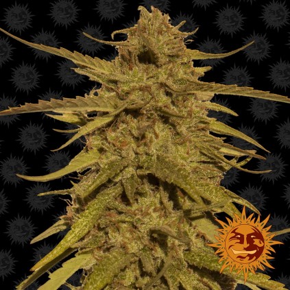 Pineapple Haze Barneys Farm