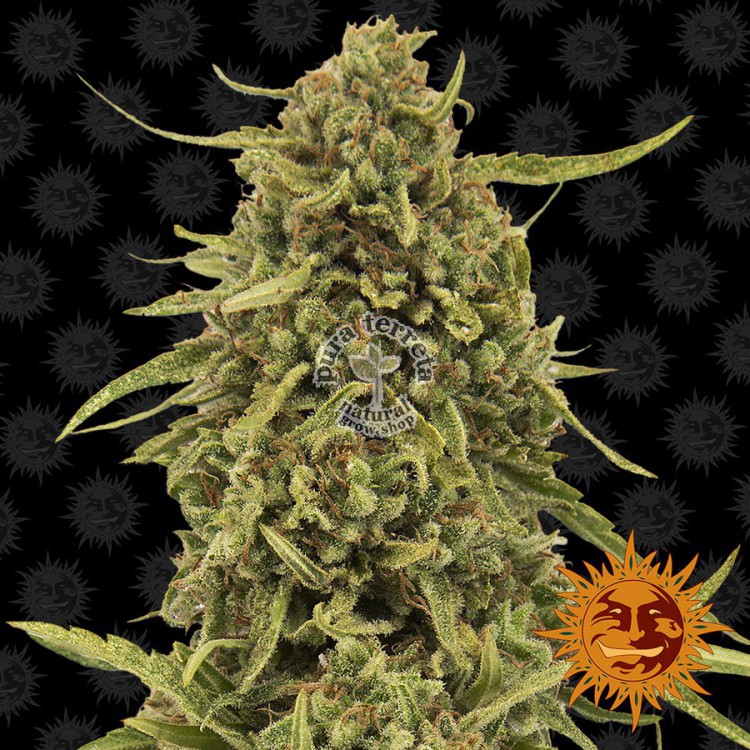 Widow Remedy Barneys Farm