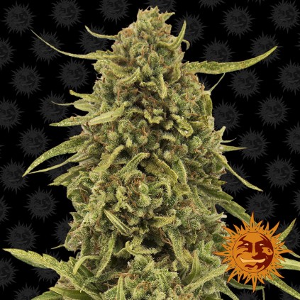 Widow Remedy Barneys Farm