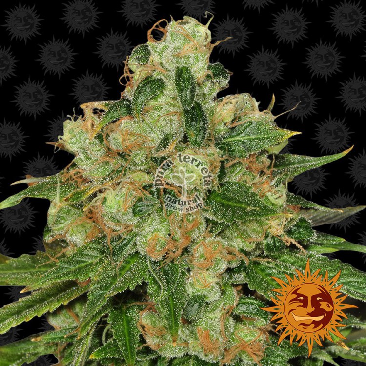 CBD Caramel Barneys Farm