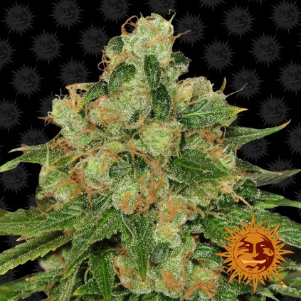 CBD Caramel Barneys Farm