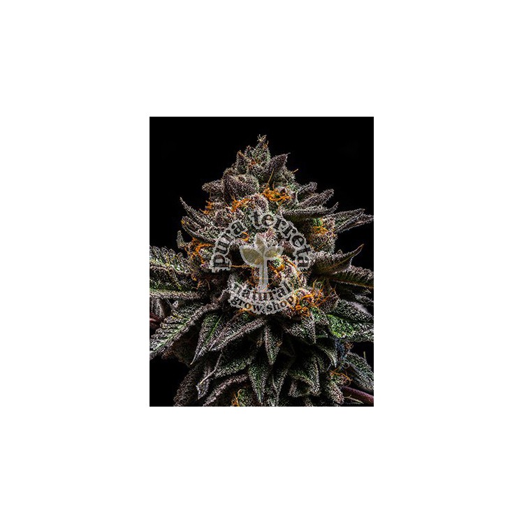 Brain Cake Ripper Seeds