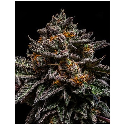 Brain Cake Ripper Seeds