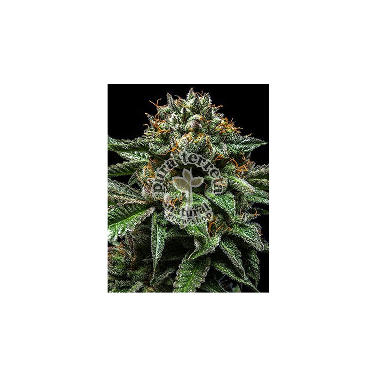 Chempie Ripper Seeds