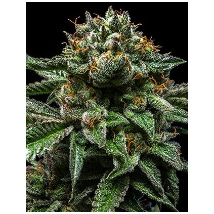 Chempie Ripper Seeds