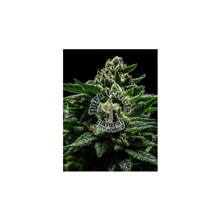 DO-G Ripper Seeds