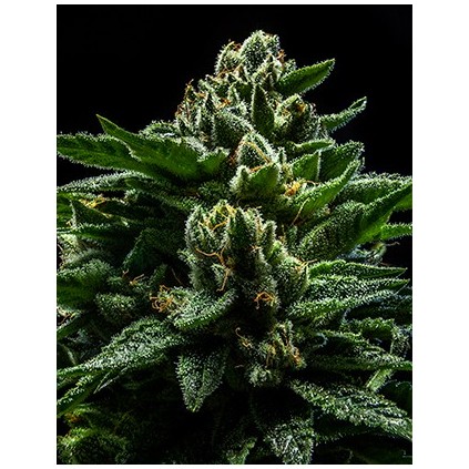 DO-G Ripper Seeds