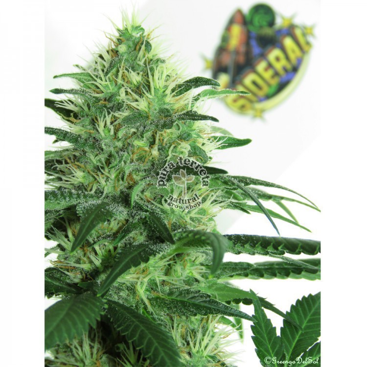 Sideral Ripper Seeds