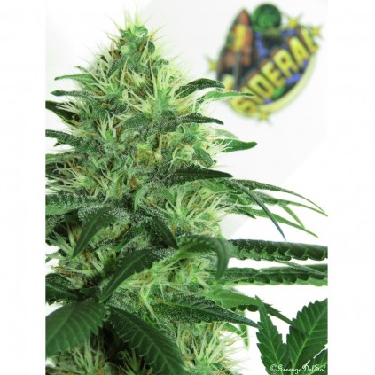 Sideral Ripper Seeds