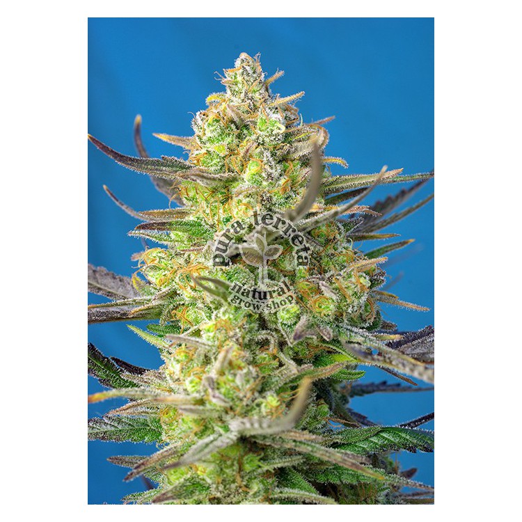 Sweet Cheese XL Auto