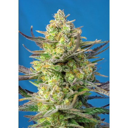 Sweet Cheese XL Auto