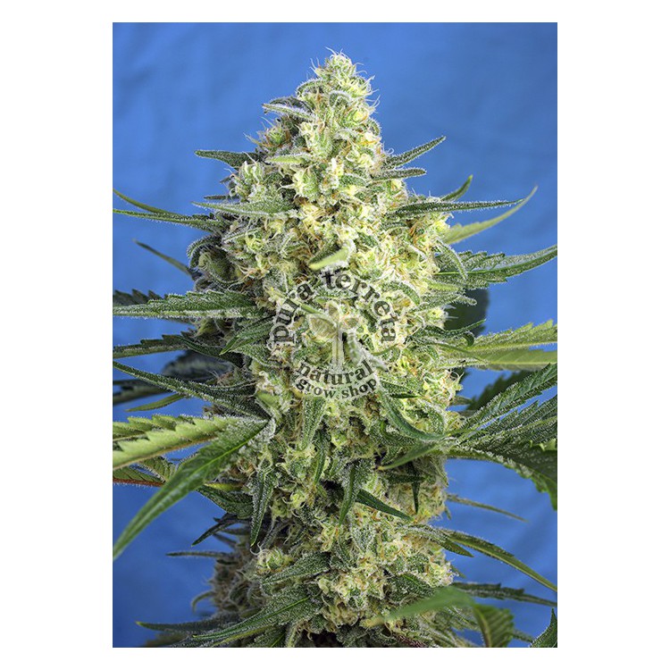 Jack 47 XL Auto