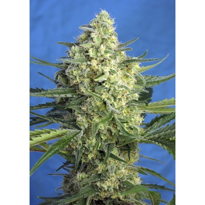 Jack 47 XL Auto