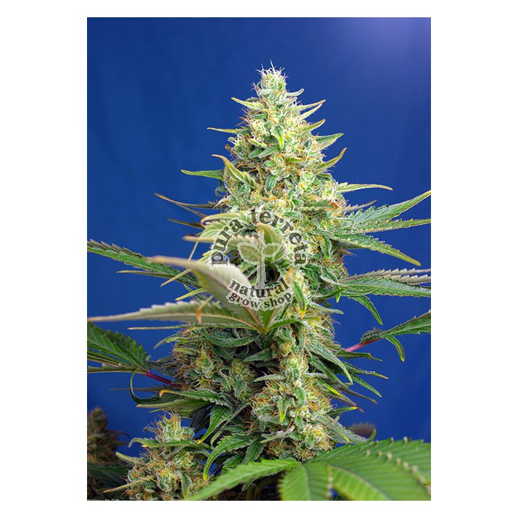 Sweet Pure Auto CBD Sweet Seeds