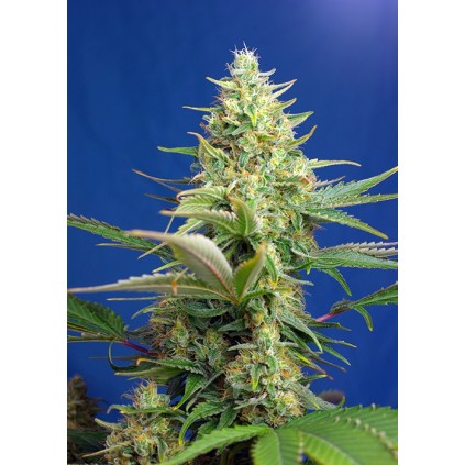 Sweet Pure Auto CBD Sweet Seeds