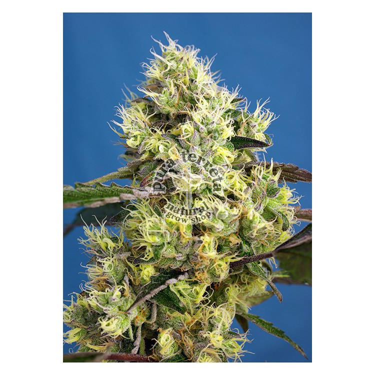 Sweet Gelato Auto