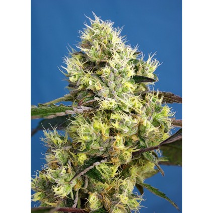Sweet Gelato Auto