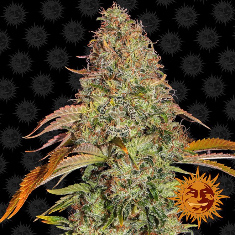Zkittlez Og Auto Barney´s Farm
