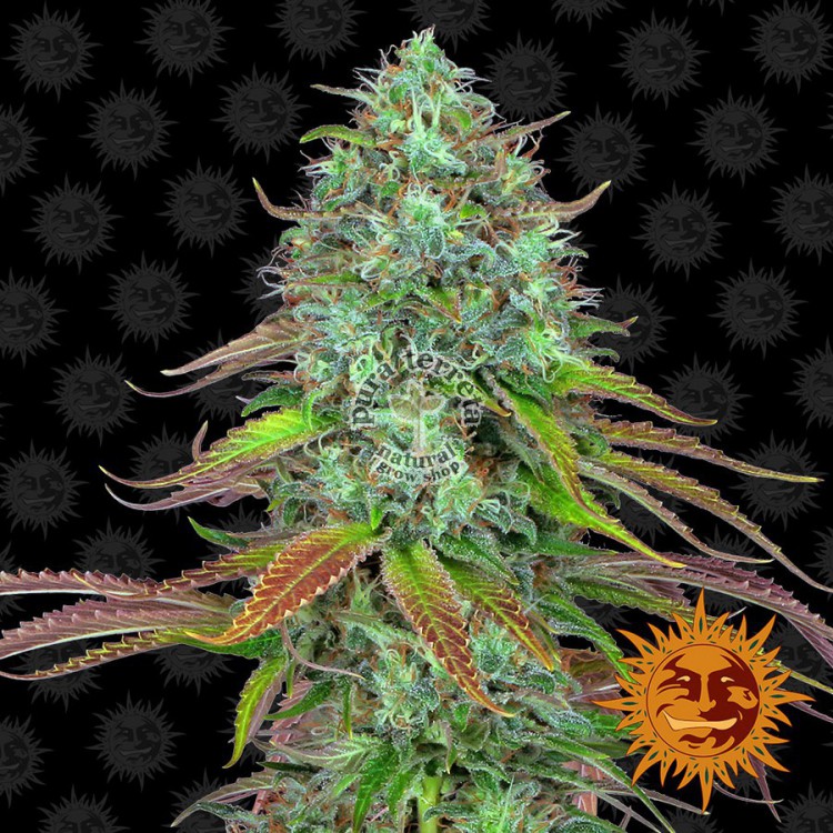 LSD Auto Barney´s Farm