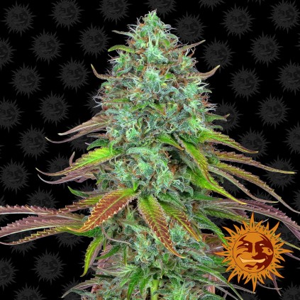 LSD Auto Barney´s Farm