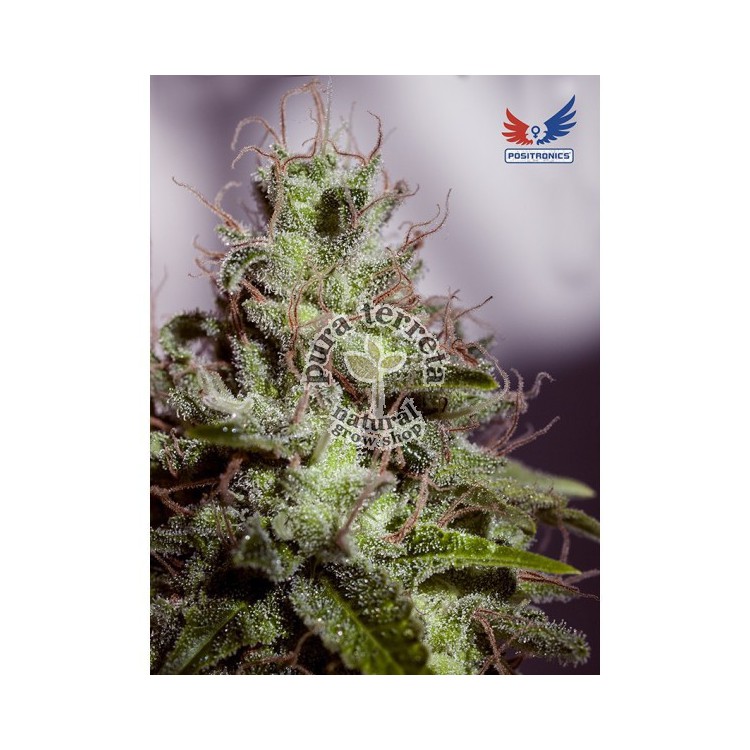 Supercheese Express Auto Positronics