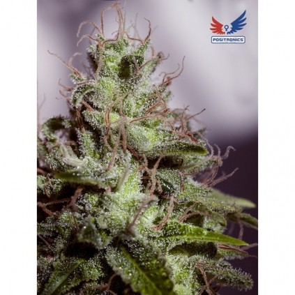 Supercheese Express Auto Positronics