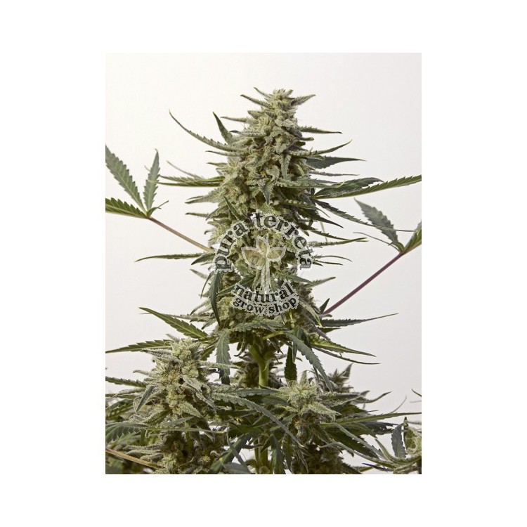Critical 47 Express Auto Positronics