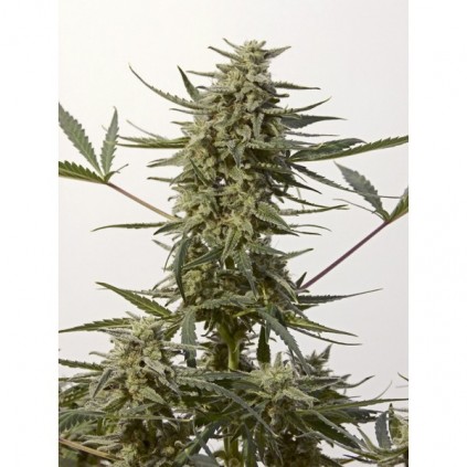 Critical 47 Express Auto Positronics