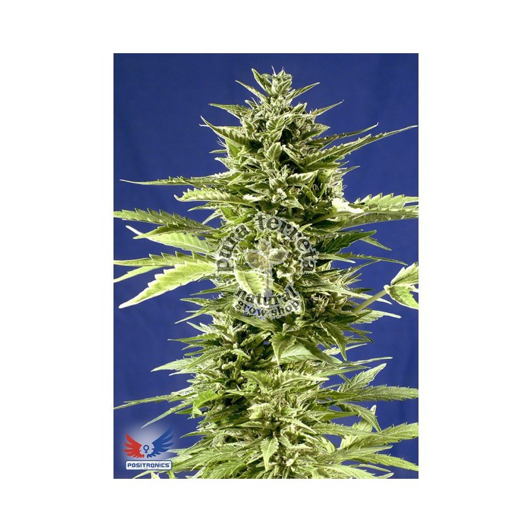 Jack Diesel Express Auto Positronics