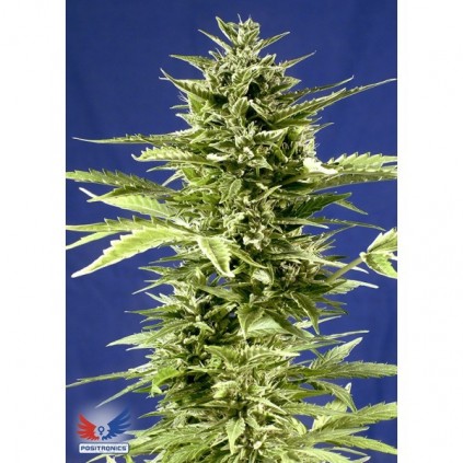 Jack Diesel Express Auto Positronics
