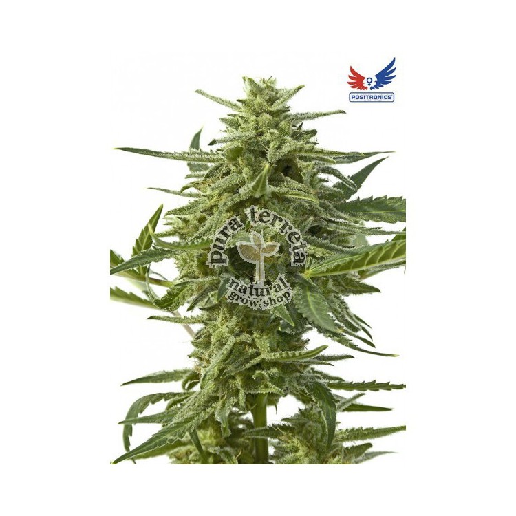 Northern Haze Express Auto Positronics