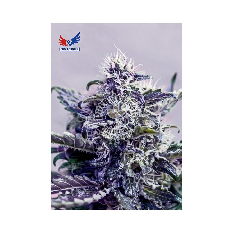 Kush Express Auto Positronics