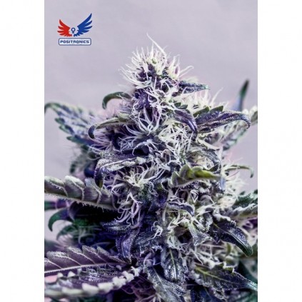 Kush Express Auto Positronics