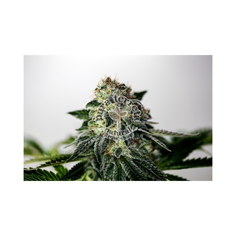 Mystic Cookies Express Positronics