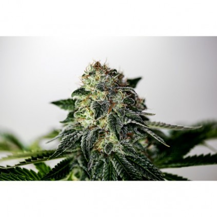 Mystic Cookies Express Positronics