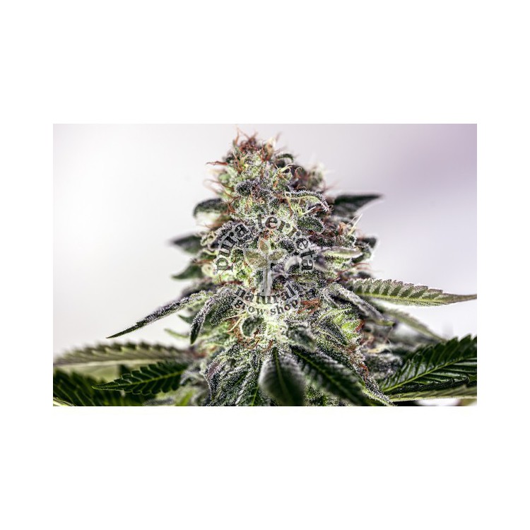 Sticky Dream Express Positronics