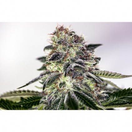Sticky Dream Express Positronics