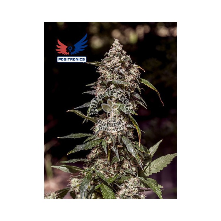 CBD+ 1:20 Positronics