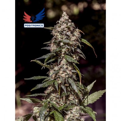 CBD+ 1:20 Positronics