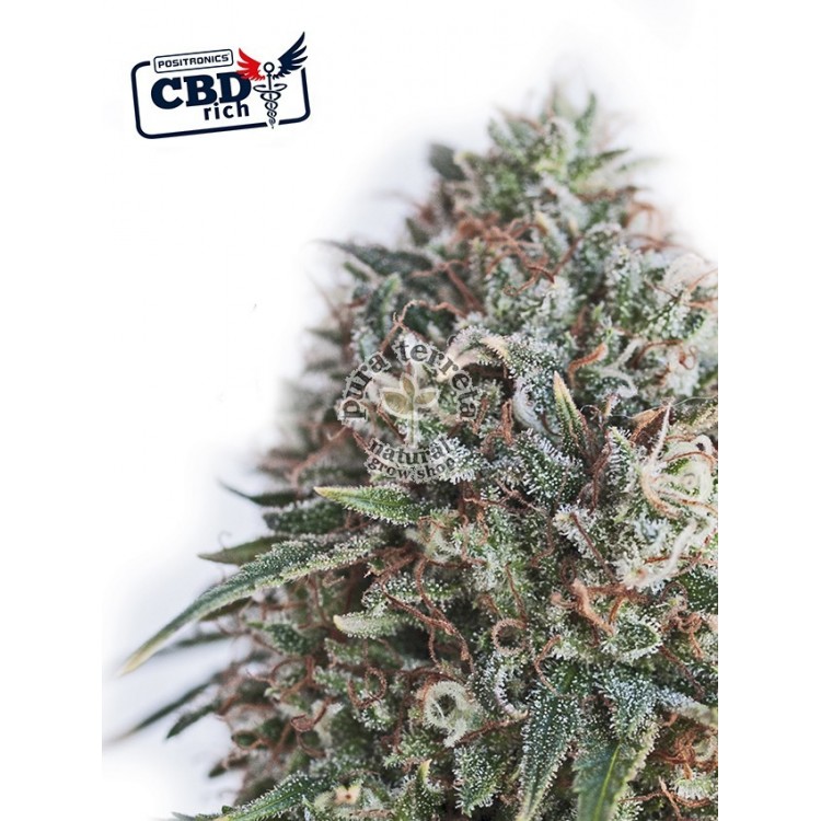 CBD+ Critical 47 Positronics 