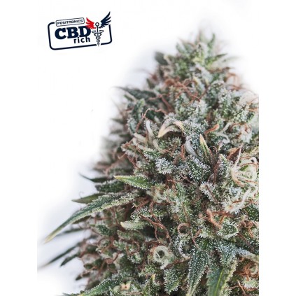 CBD+ Critical 47 Positronics 