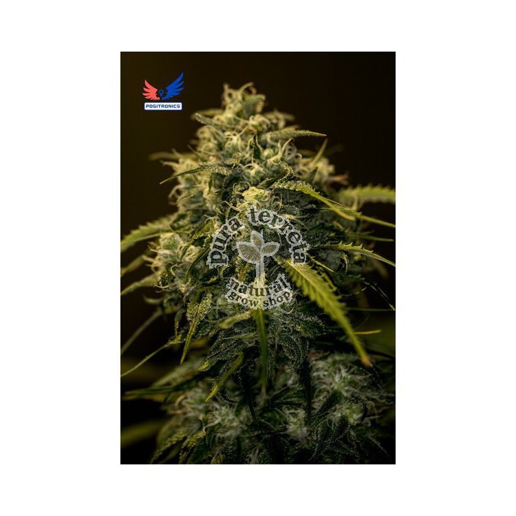 CBD+ Jack Diesel Positronics
