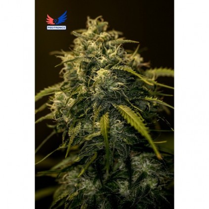 CBD+ Jack Diesel Positronics