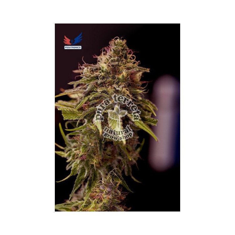 CBD+ Caramelice Positronics