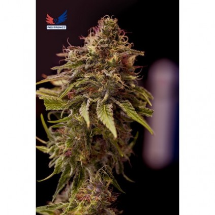 CBD+ Caramelice Positronics