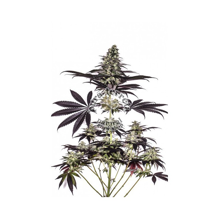 CBD+ Caramelice Express Positronics
