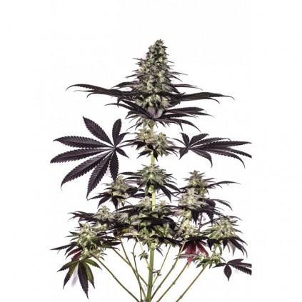 CBD+ Caramelice Express Positronics