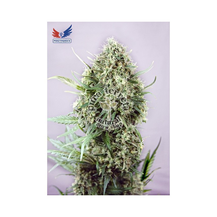 Jack Diesel Positronics 