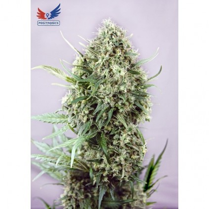 Jack Diesel Positronics 